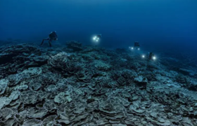 世界最大的“原始”珊瑚礁出现在大溪地群岛