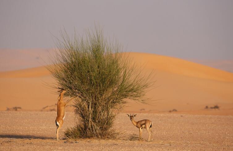 阿联酋航空携手迪拜沙漠保护区修复和保护脆弱生态系统